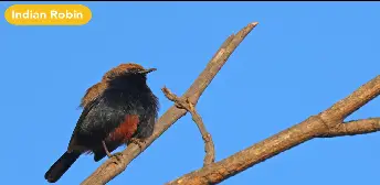 A Symphony of 48 Birds